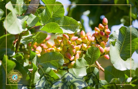 Important points regarding planting a pistachio tree