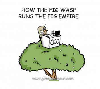 How the Fig Wasp Runs the Fig Empire?