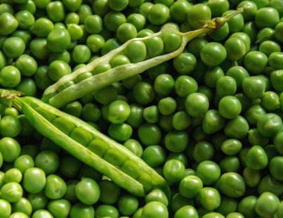 ALL ABOUT PEA PLANTING