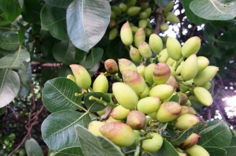 An overview of pistachio plant knowledge and its information