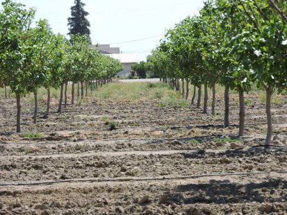 Prevention of frost in pistachio trees