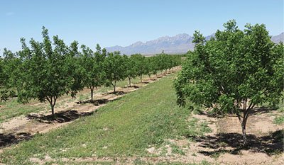 Weed control of pistachio orchards