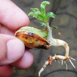 The best way to plant pistachio seedlings