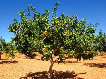 Necessary conditions for building a pistachio nursery