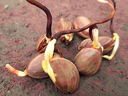 Get to know the characteristics of Zarandi pistachio seeds