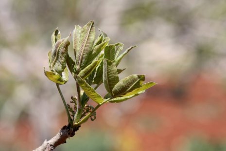 The most important diseases of pistachio trees