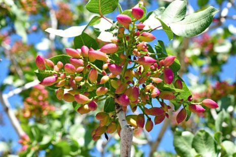 Conditions for planting pistachio trees