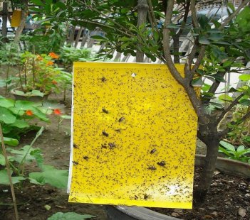 Yellow Sticky Traps to Control pests